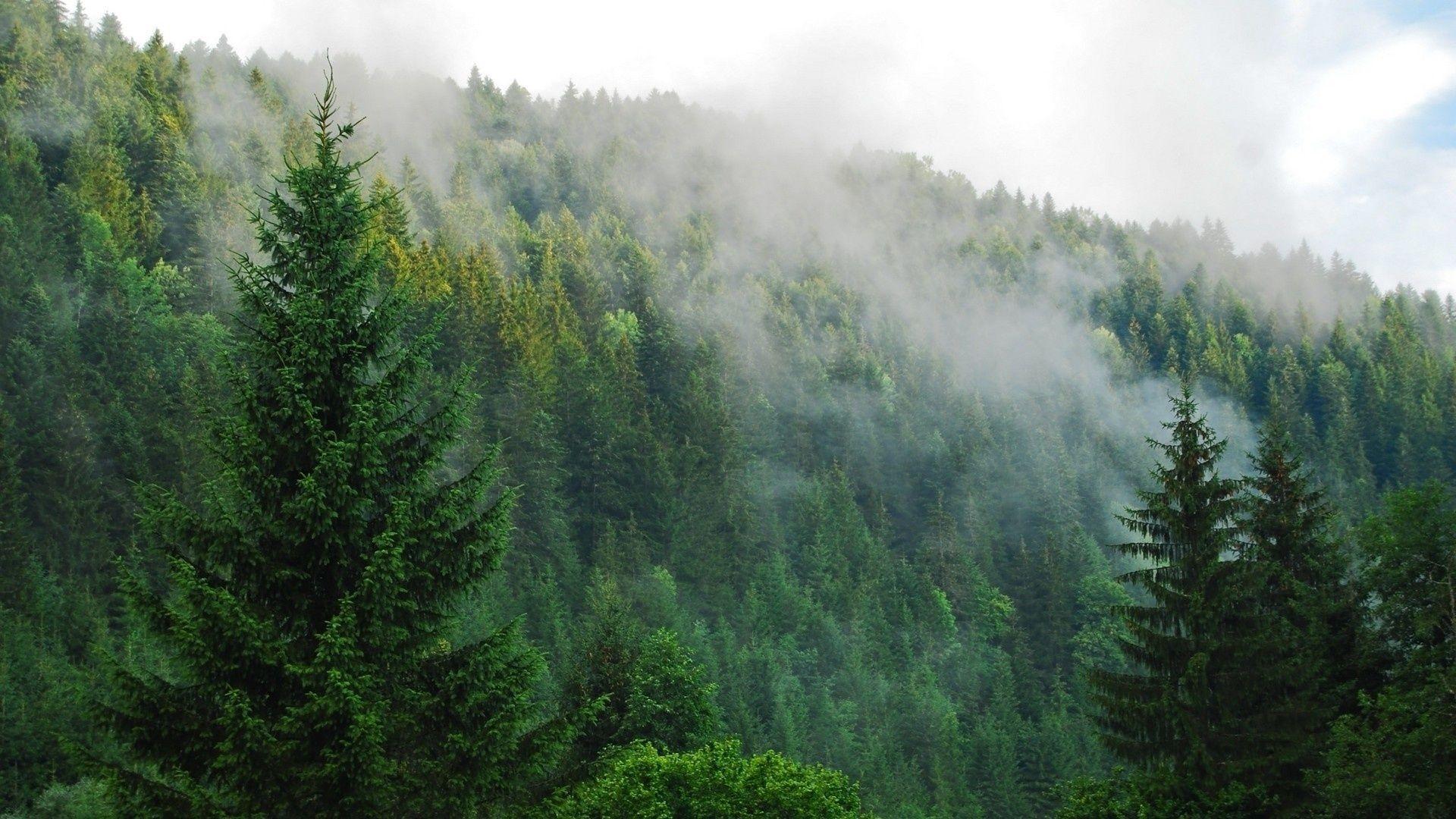 Environmental Operations
