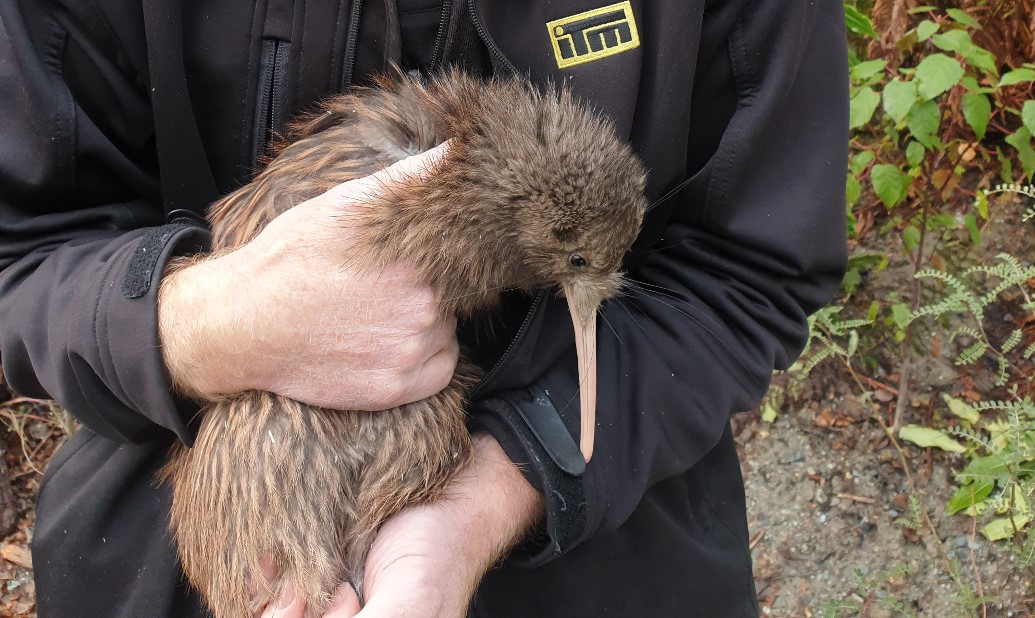 Kiwi Birdlife Park and Southern Lakes ITM